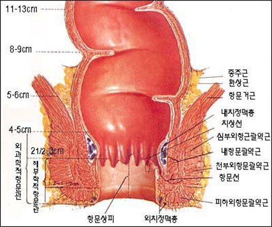 항문관의 구조