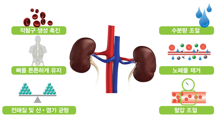 콩팥의 기능 사진